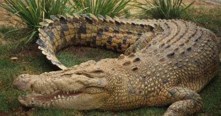 Cocodrilo manchado $80,000